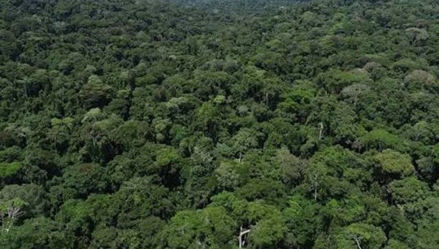 Climat : Pourquoi la RDC est devenue le véritable poumon vert de l’humanité Climat : Pourquoi la RDC est devenue le véritable poumon vert de l’humanité