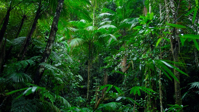 Gabon : les forêts africaines peuvent-elles devenir le nouvel actif stratégique ducontinent Gabon : les forêts africaines peuvent-elles devenir le nouvel actif stratégique ducontinent